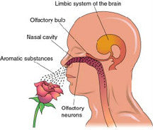 How Aromatherapy Works to Effect Memory, Mood & Emotions!