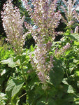 Clary Sage Essential Oil, Salvia sclarea - France - SAVE Up to 30% OFF!-Single Pure Essential Oil-PurePlant Essentials
