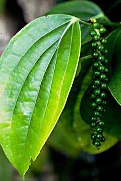 Pepper Black Oil, Piper nigrum - Organic, Madagascar - SAVE Up to 30% OFF!-Single Pure Essential Oil-PurePlant Essentials