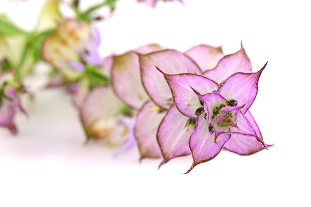 Essential Oils for Boosting Immunity