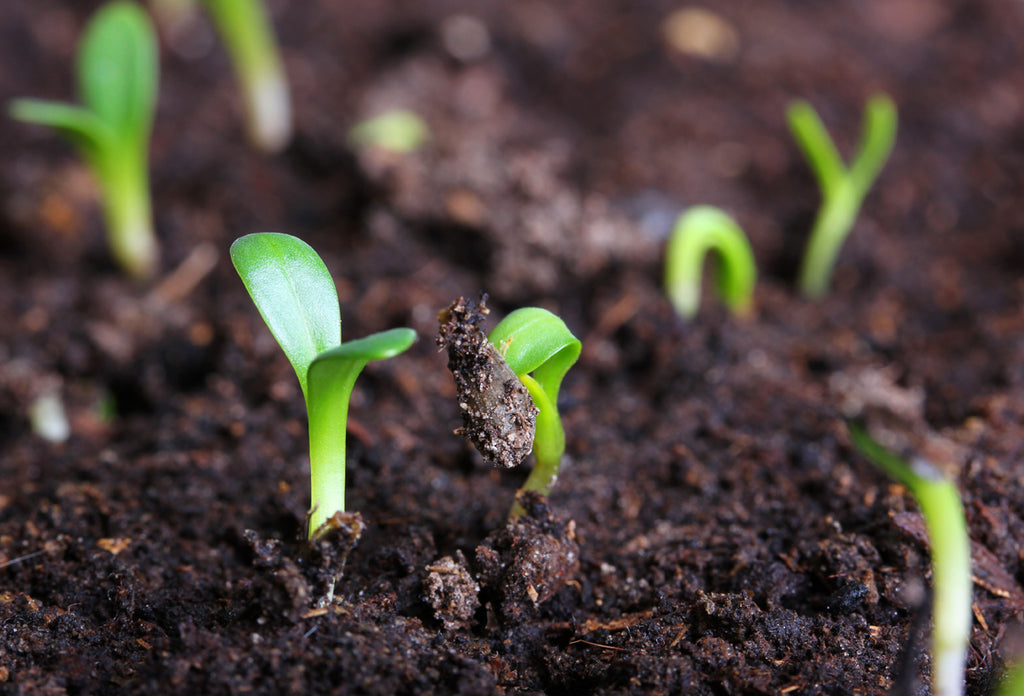 Power of Universal ‘Grounding’ Harmonizing Your Entire Energy System Meditation & EO Recipe