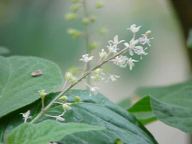 The Myth of Organic Essential Oils