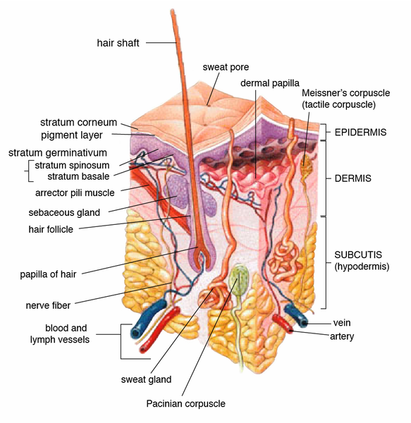 Skin Brushing With Essential Oils For Healthy Glowing Skin