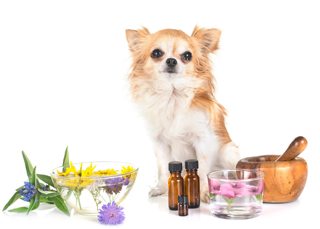 Animal Aromatherapy Top 8 Essential Oils to Use & Why