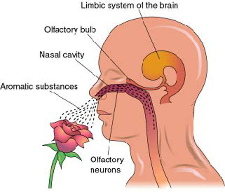 3 Most Important Things to Know About Aromatherapy!