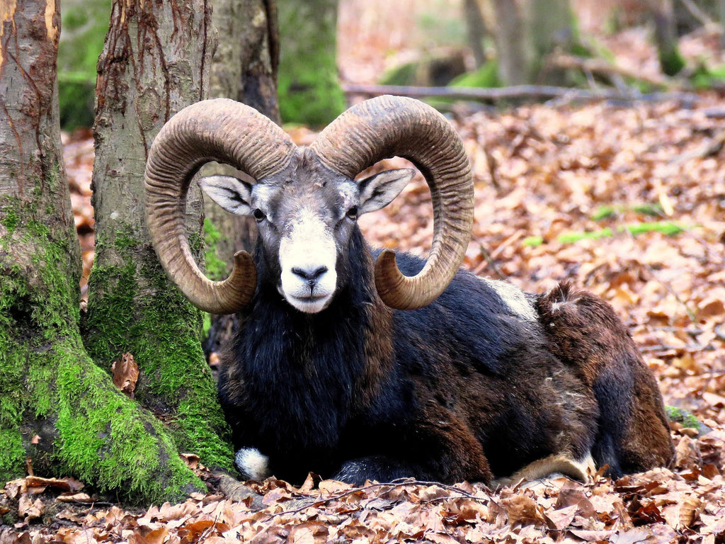 Massive Global Shift Aries New Moon Astrology Angel Meditation +EO to Use