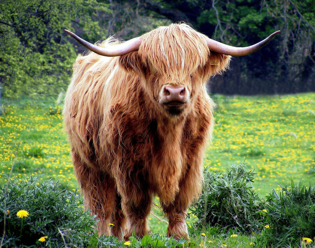 Taurus New Moon Gateway of Renewal Astrology +Meditation & EO Recipe