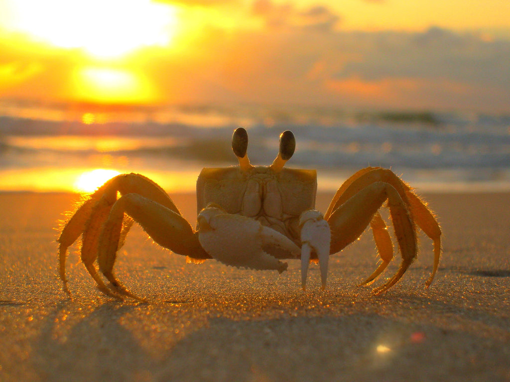 Emotionally Charged Cancer Full Moon Astrology +Meditation & EO Recipe