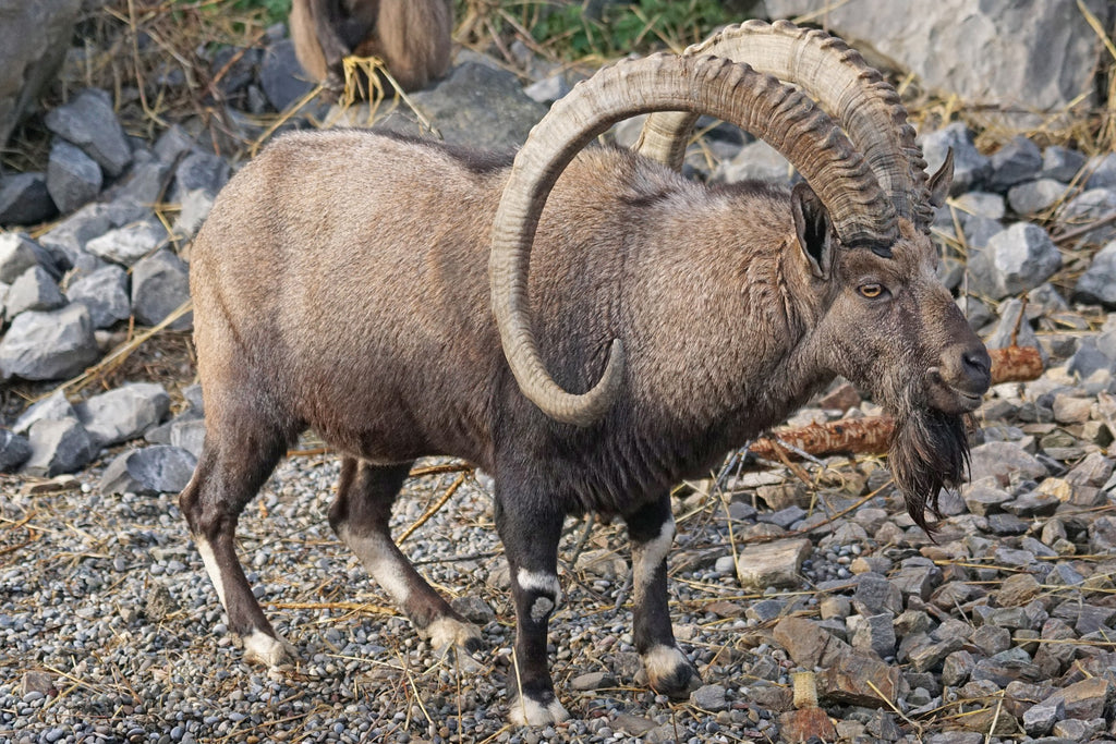 Capricorn New Moon Astrology +Meditation & EO Recipe