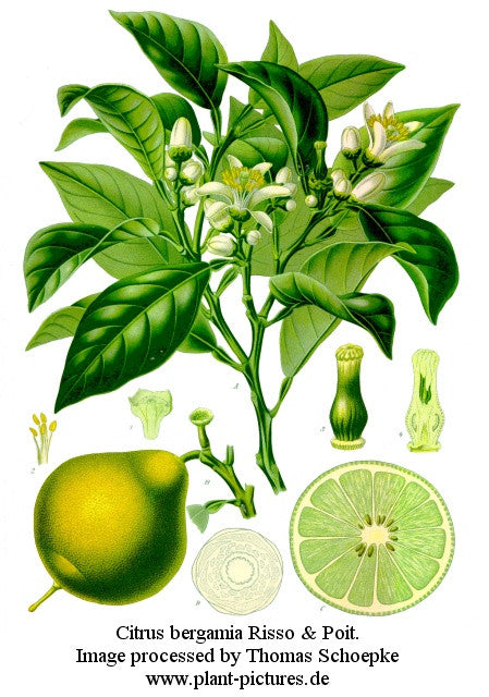 Bergamot Properties, Actions & Effects - Emotional Balance