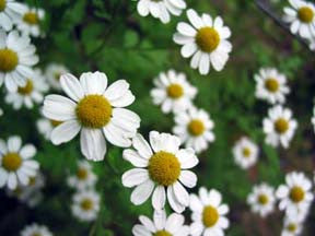Aromatherapy Library TV Presents Best Essential Oils for Skincare & Anti-aging ALL Skin Types