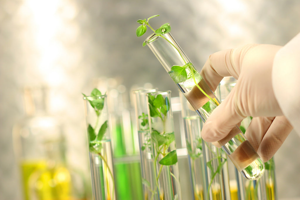 10 Essential Oils with Most Potent Antibacterial Activity +Research