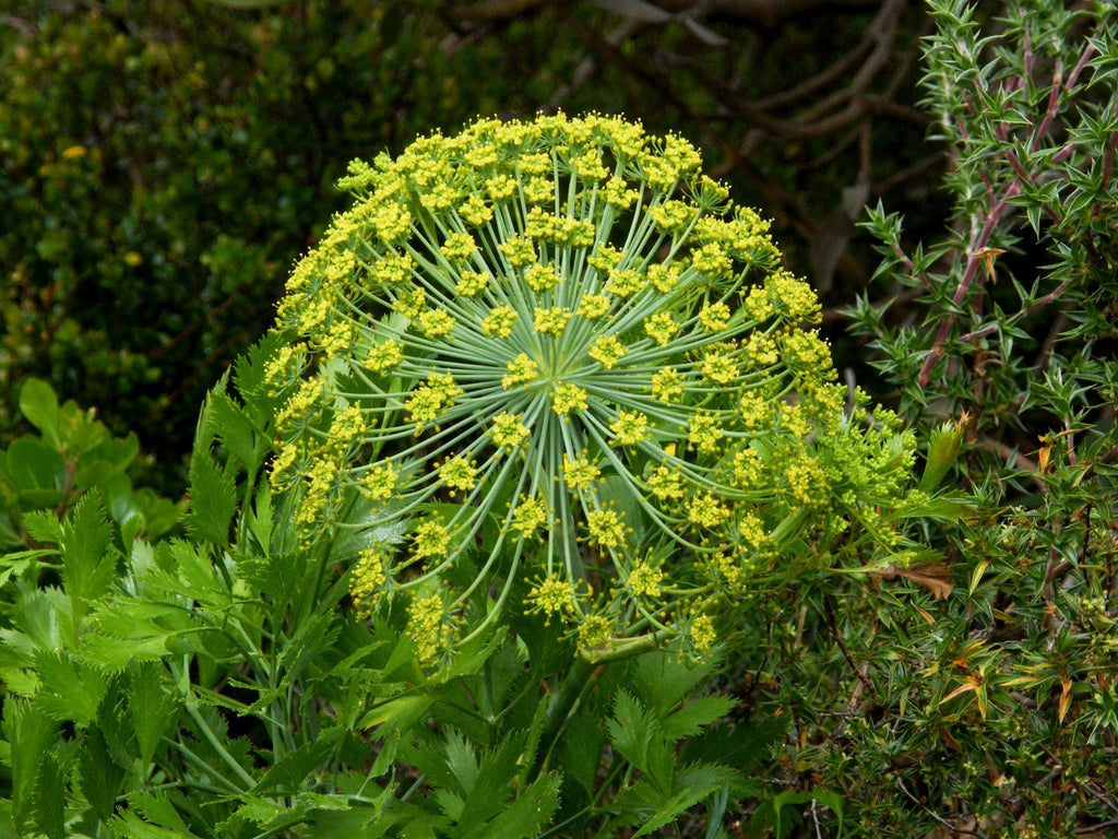 Herbal Synergy Essential Oil Blend Recipe