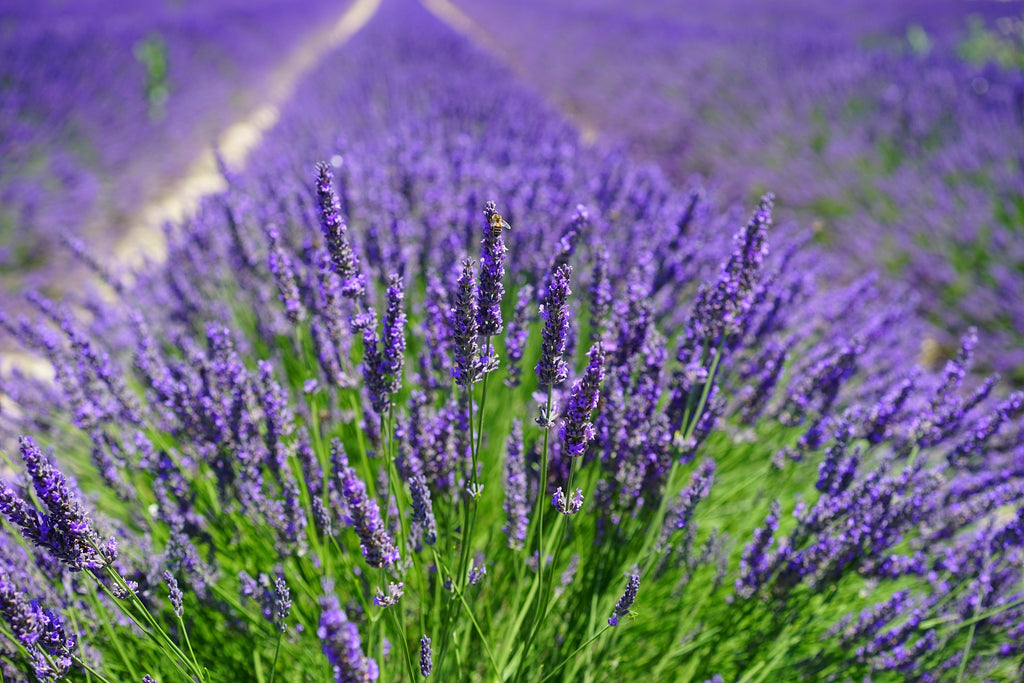 Women's Health Essential Oils to Use