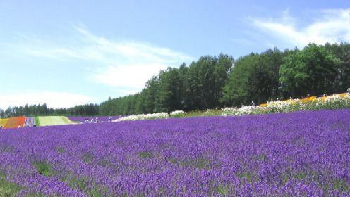 Stress Got You Down?  Try This Beloved Favorite  Lavender Oil Benefits, Uses & Research