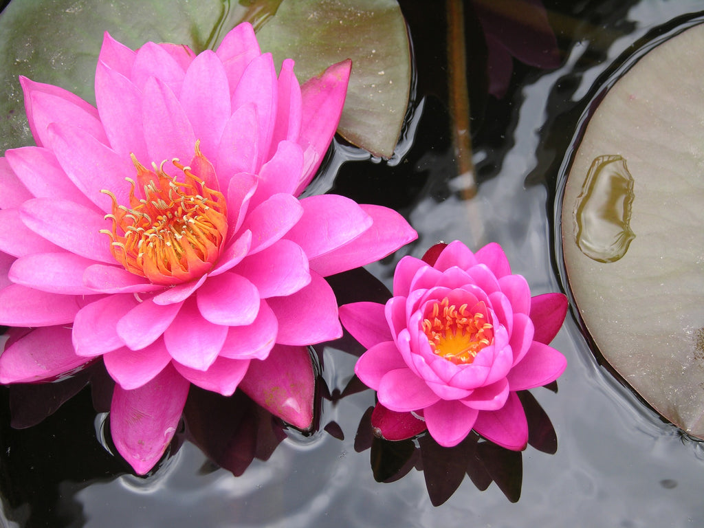 Relationship Recharge Libra New Moon +Angel Meditation & EO Recipe