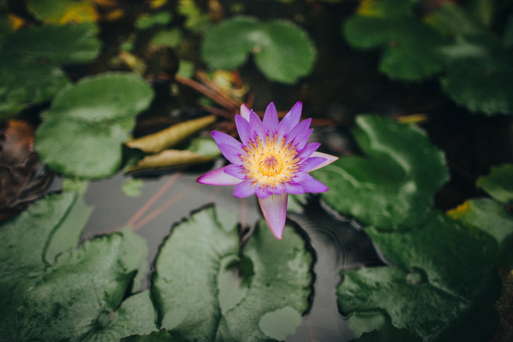 How to Stay Sane in an Insane World -- Step 1 Take Charge of Yourself +Sedative EO Recipe