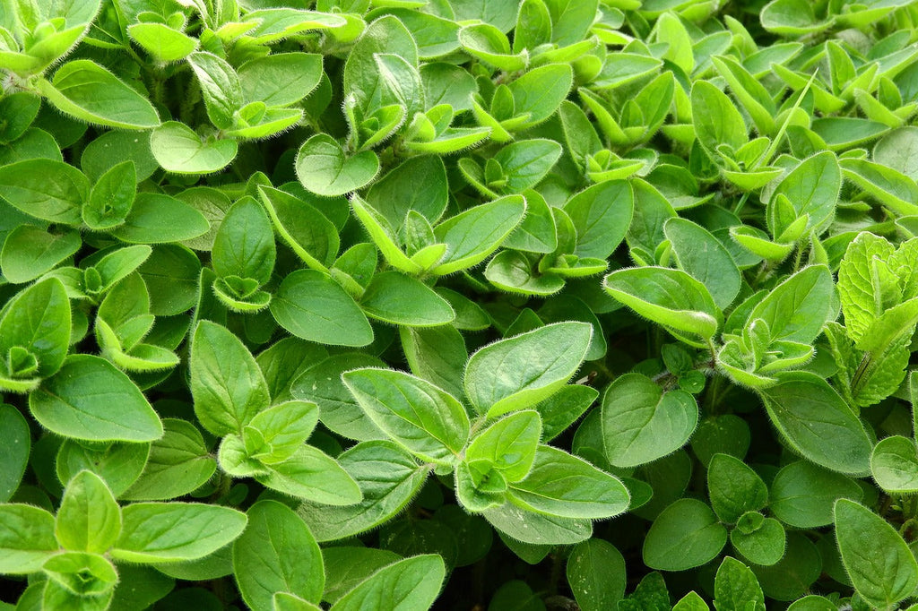 💡 Sweet Marjoram Essential Oil: The Ultimate Remedy for Pain, Stress & Sleep