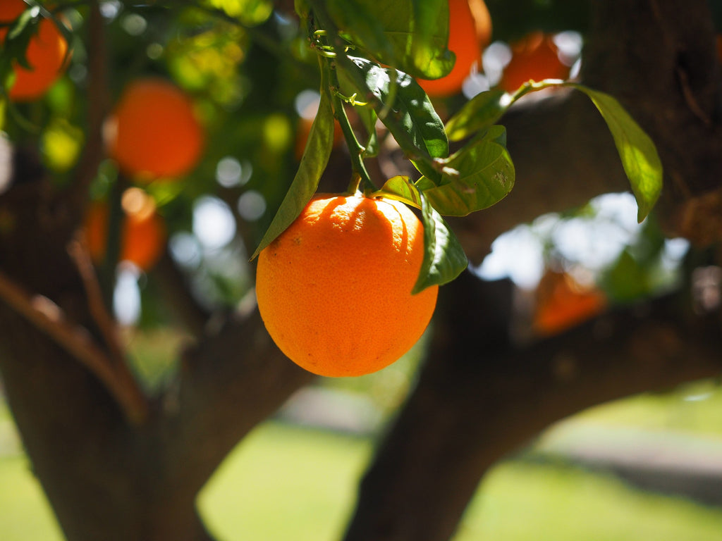 Citrus Essential Oil Cancer Research