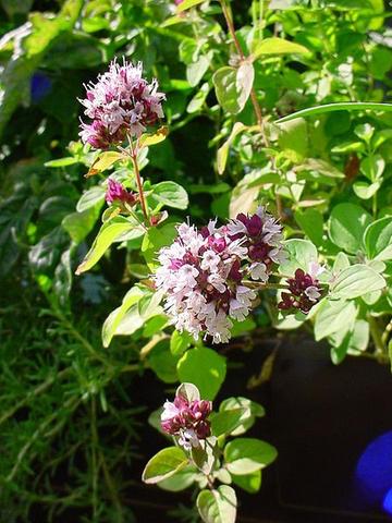Antioxidants for Health & Longevity +Essential Oil Research