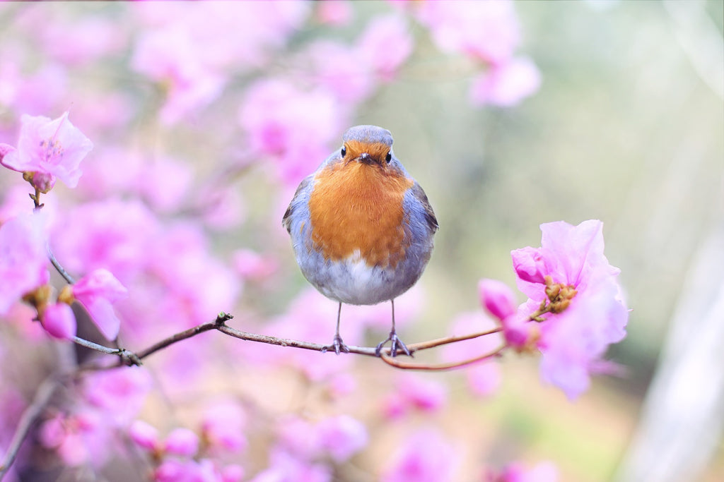 Why Scent Is Considered Spiritual & Traditions of Spring Cleaning  
