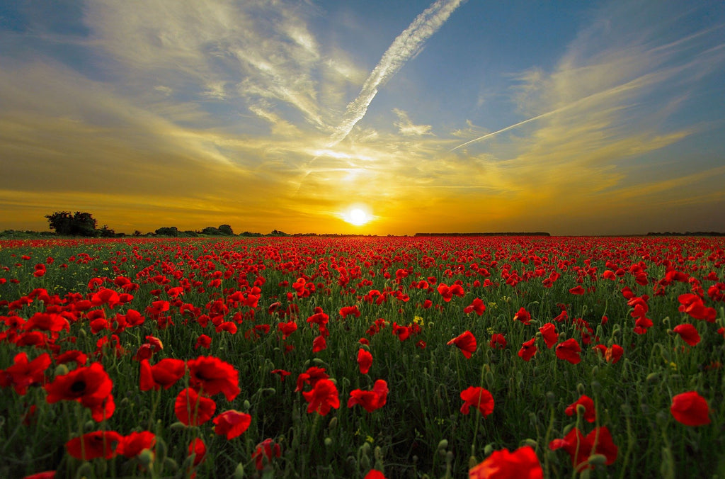 The Future of Aromatherapy - 7 World Renowned Experts Speak Out!