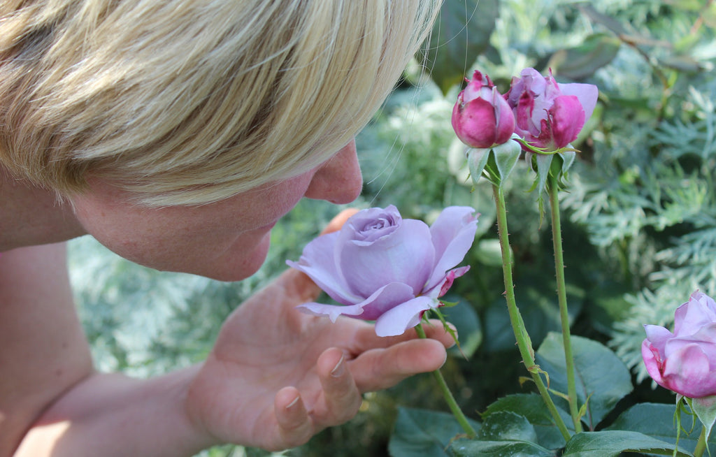 Limitless Essential Oil Scents & Science What Your Nose Knows