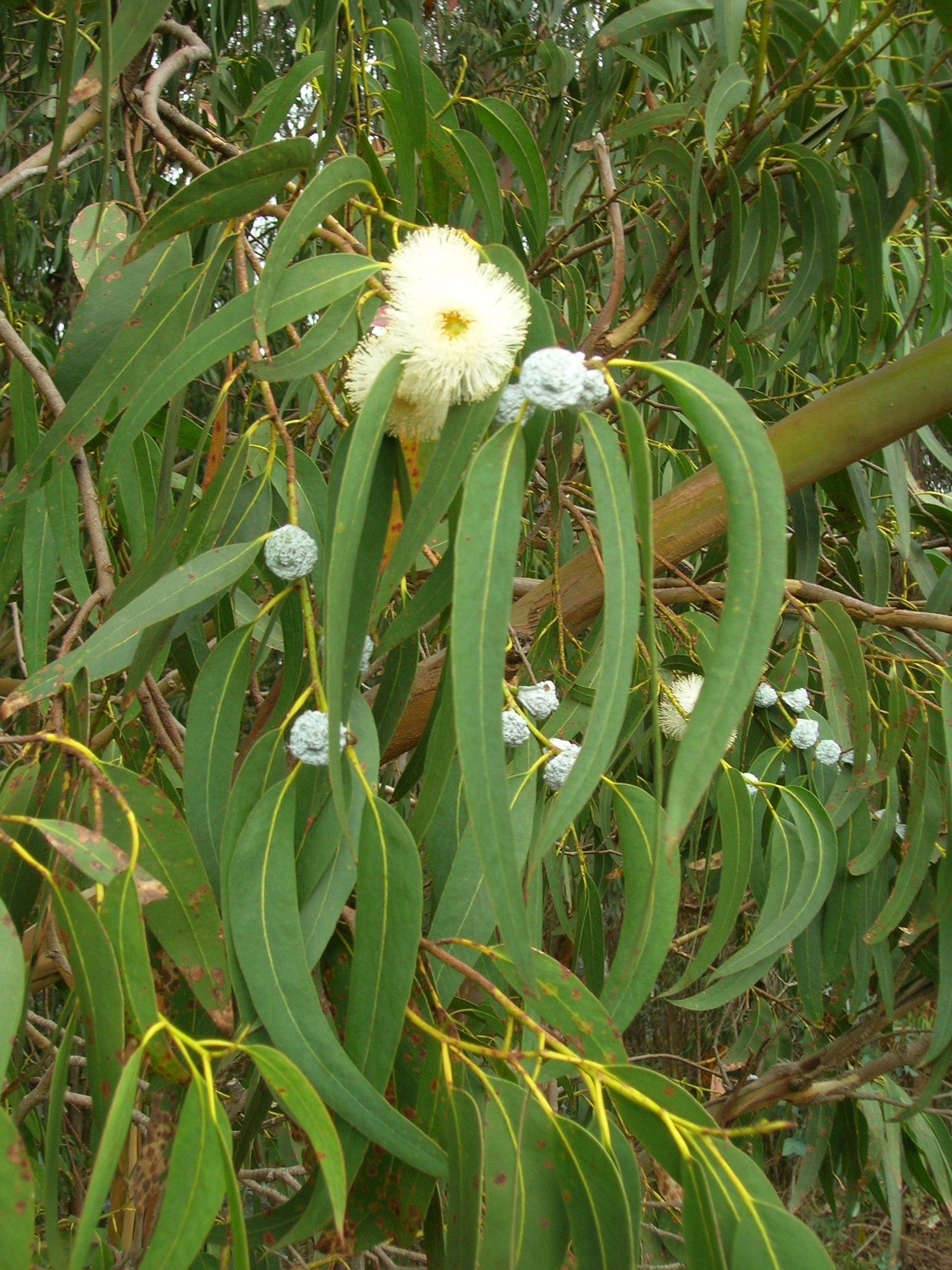 Eucalyptus radiata — Wikipédia
