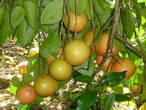 Grapefruit Pink 'Ruby Red Essential Oil,' Citrus paradisi (High Limonene) - Organic, USA-Single Pure Essential Oil-PurePlant Essentials