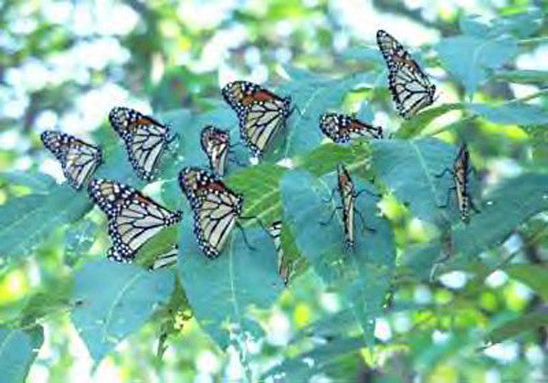 Angel Therapy Bundle Butterfly Transformation Meditation-Bundle-PurePlant Essentials