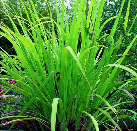 Palmarosa Essential Oil, Cymbopogon martinii - Nepal (High Geraniol) - SAVE Up to 75% OFF!-Single Pure Essential Oil-PurePlant Essentials