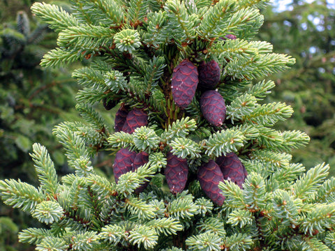 Black Spruce Oil, Picea mariana - Ethically Wild Crafted Organic, Canada-Single Pure Essential Oil-PurePlant Essentials