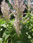 Clary Sage Essential Oil, Salvia sclarea - France - SAVE Up to 65% OFF!-Single Pure Essential Oil-PurePlant Essentials