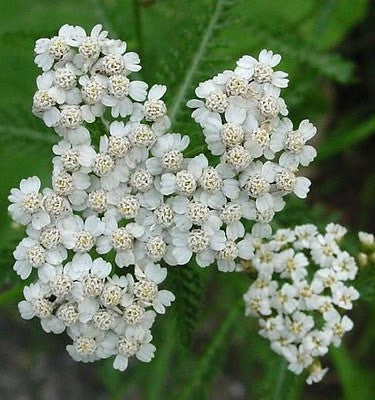 Blue Yarrow Essential Oil, Achillea millefolium 10% Dilution - Ethically Wild Crafted Organic, Bulgaria-Single Pure Essential Oil-PurePlant Essentials