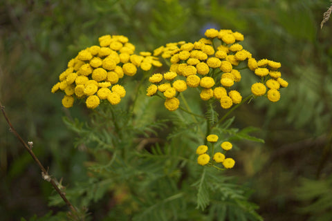 Blue Tansy Oil, Tanacetum anuum 10% Dilution - Wild Crafted Organic, Morocco-Single Pure Essential Oil-PurePlant Essentials
