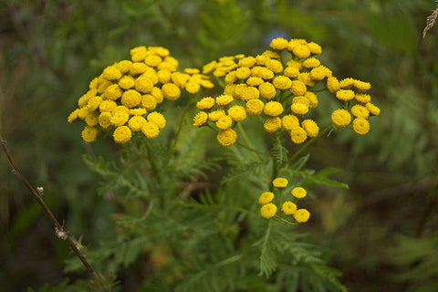 Blue Tansy Oil, Tanacetum annuum - Wild Crafted Organic, Morocco-Single Pure Essential Oil-PurePlant Essentials