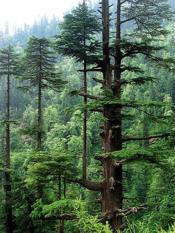 Cedarwood Himalayan Oil, Cedrus deodora - Ethically Wild Crafted Organic, Nepal-Single Pure Essential Oil-PurePlant Essentials