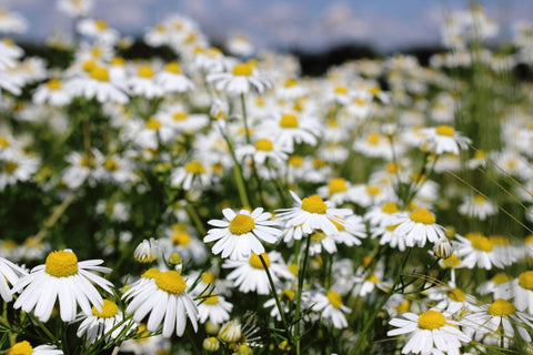 Chamomile Roman Essential Oil, Anthemis nobilis - USA*-Single Pure Essential Oil-PurePlant Essentials