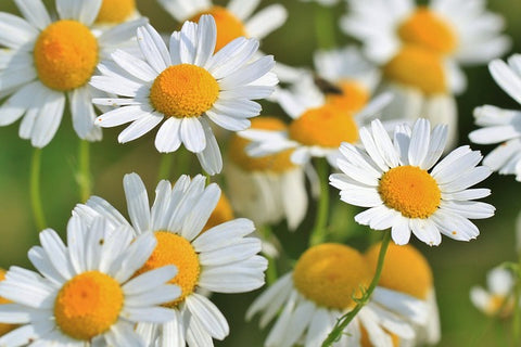 Chamomile German Essential Oil, Matricaria recutita 10% Dilution - Bulgaria*-Single Pure Essential Oil-PurePlant Essentials