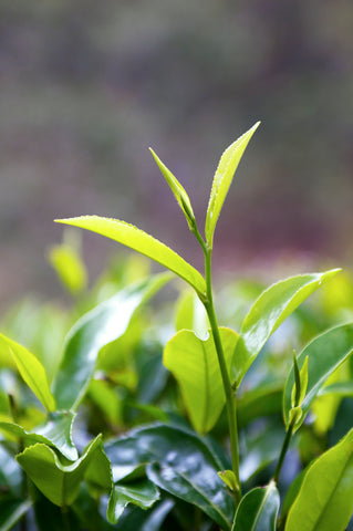Tea Tree Essential Oil, Melaleuca alternifolia - Organic, Australia-Single Pure Essential Oil-PurePlant Essentials