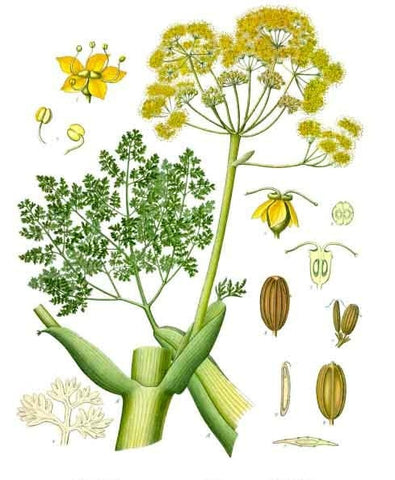Galbanum Essential Oil, Ferula galbaniflua - Iran-Single Pure Essential Oil-PurePlant Essentials