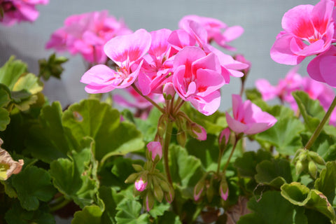 Geranium Oil, Pelargonium roseum 10% Dilution - Organic, Madagascar-Single Pure Essential Oil-PurePlant Essentials