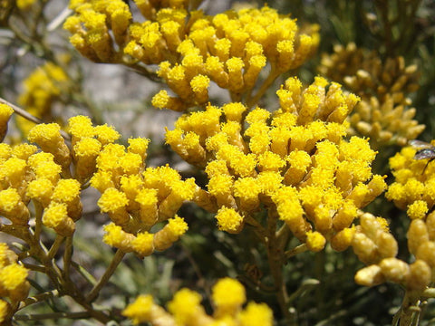 Helichrysum Oil, Helichrysum italicum - Organic, Corsica-Single Pure Essential Oil-PurePlant Essentials