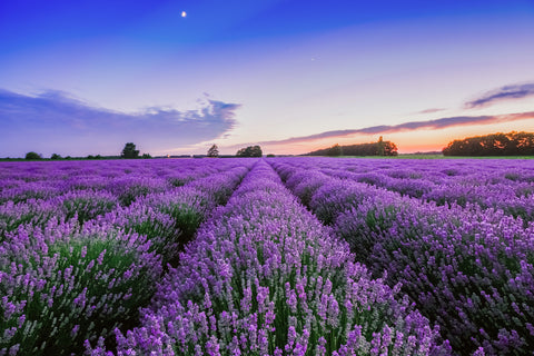 Lavender Essential Oil, Lavandula angustifolia - France - SAVE Up to 30% OFF!-Single Pure Essential Oil-PurePlant Essentials