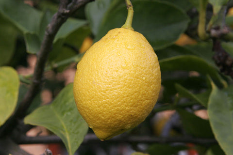 Lemon Oil, Citrus limon - Organic, South Africa-Single Pure Essential Oil-PurePlant Essentials