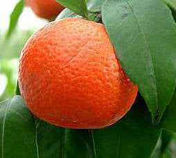 Mandarin Red Essential Oil, Citrus deliciosa - Italy-Single Pure Essential Oil-PurePlant Essentials