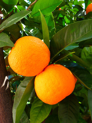 Orange Sweet Oil, Citrus sinensis - Organic, USA (High Limonene)-Single Pure Essential Oil-PurePlant Essentials