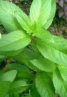 Peppermint Essential Oil, Mentha x piperita, Organic, India-Single Pure Essential Oil-PurePlant Essentials