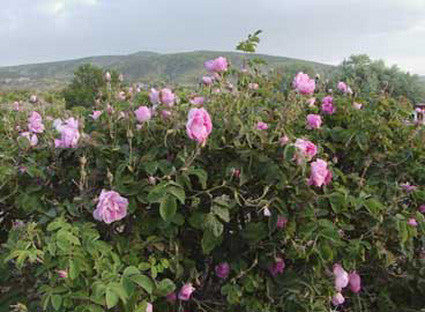 Rose Otto Essential Oil, Rosa x damascena - Bulgaria-Single Pure Essential Oil-PurePlant Essentials