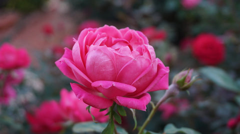 Rose Otto Essential Oil, Rosa x damascena - Bulgaria-Single Pure Essential Oil-PurePlant Essentials